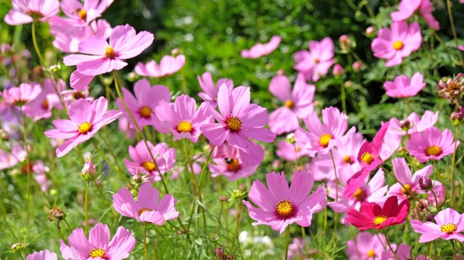 Krásenka zpeřená (Cosmos bipinnatus) 