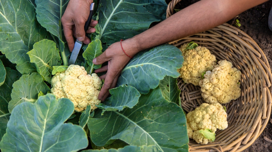 Květák (Brassica oleracea convar.botrytis) 