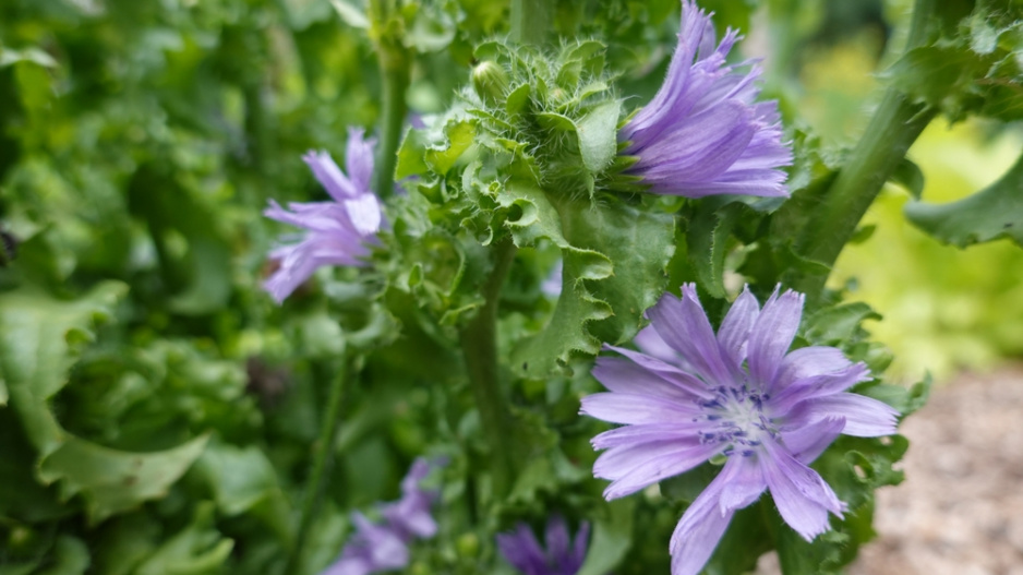 Salátová čekanka (Cichorium endivia) 