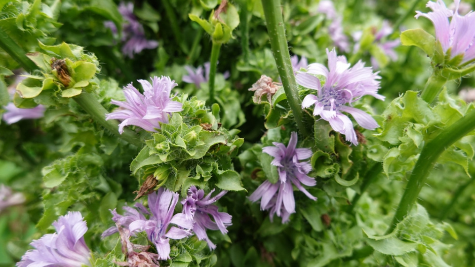 Salátová čekanka (Cichorium endivia) 