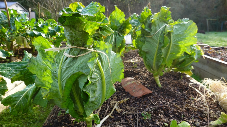 Květák (Brassica oleracea convar.botrytis) 