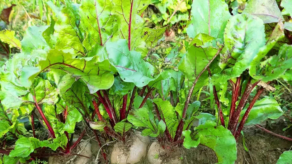 Červená řepa (Beta vulgaris)  Červená řepa (Beta vulgaris)