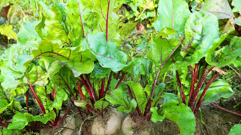 Červená řepa (Beta vulgaris) 