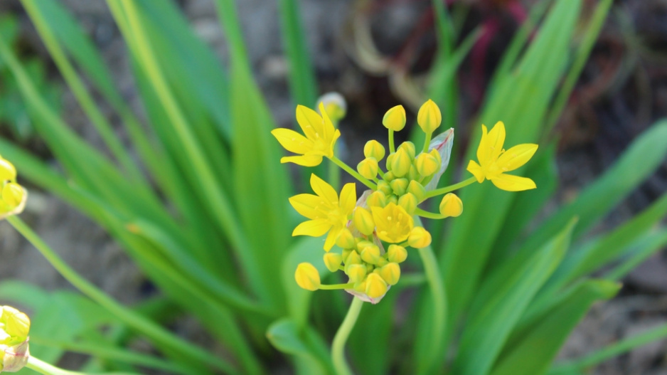 Česnek zlatožlutý (Allium moly) 