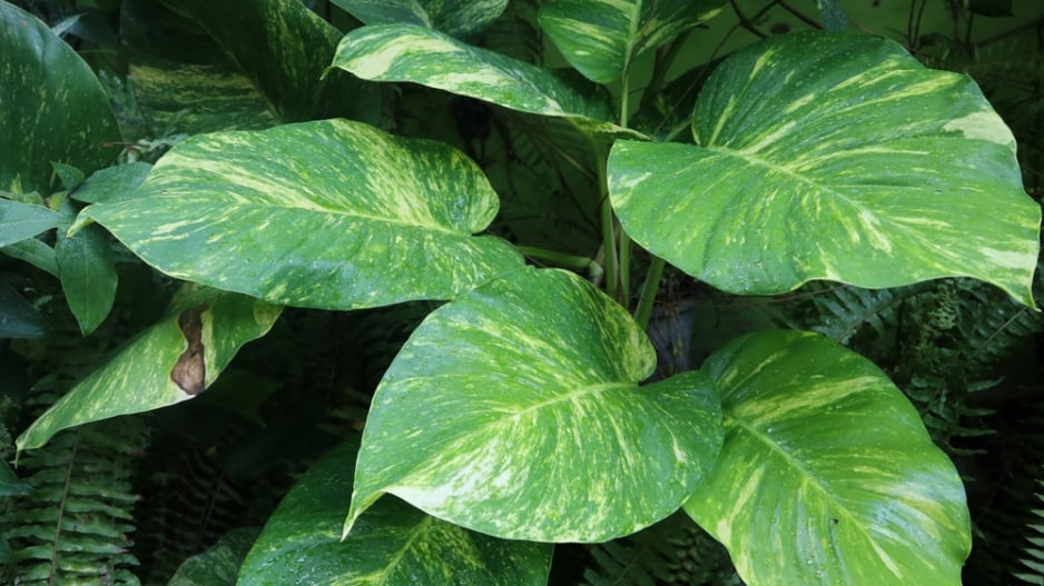 Scindapsus
