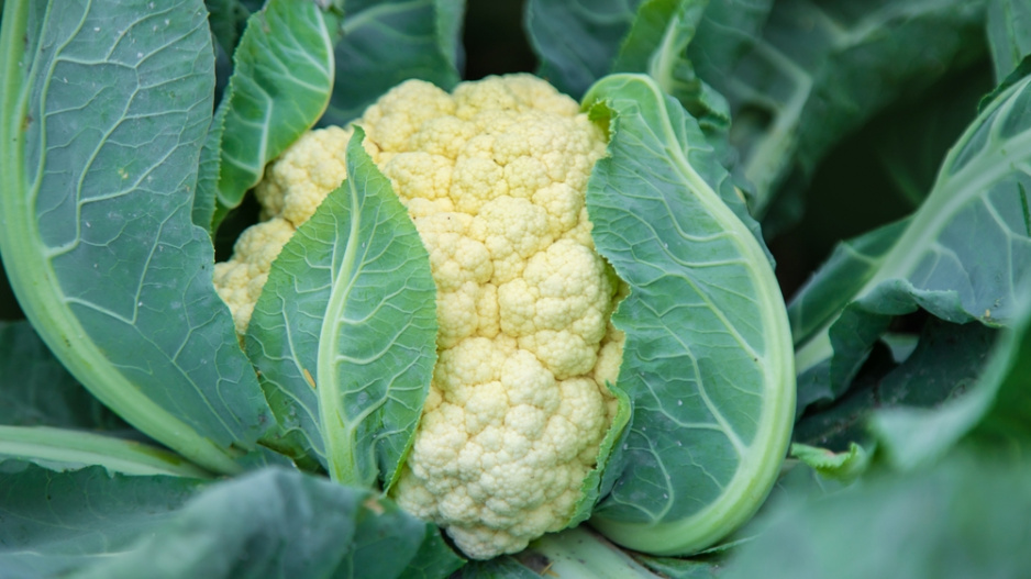Květák (Brassica oleracea convar.botrytis) 