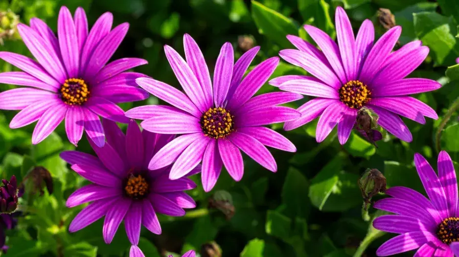 Paprskovka (Osteospermum)