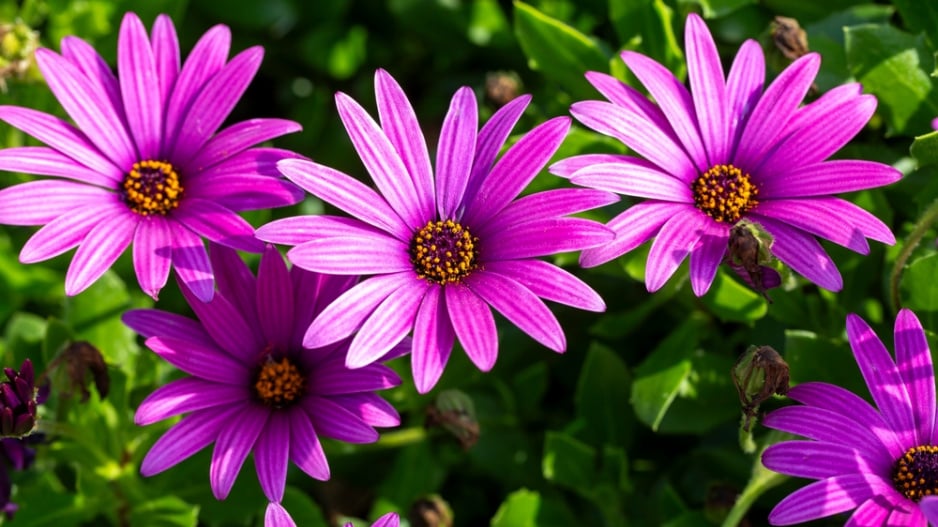 Paprskovka (Osteospermum) 