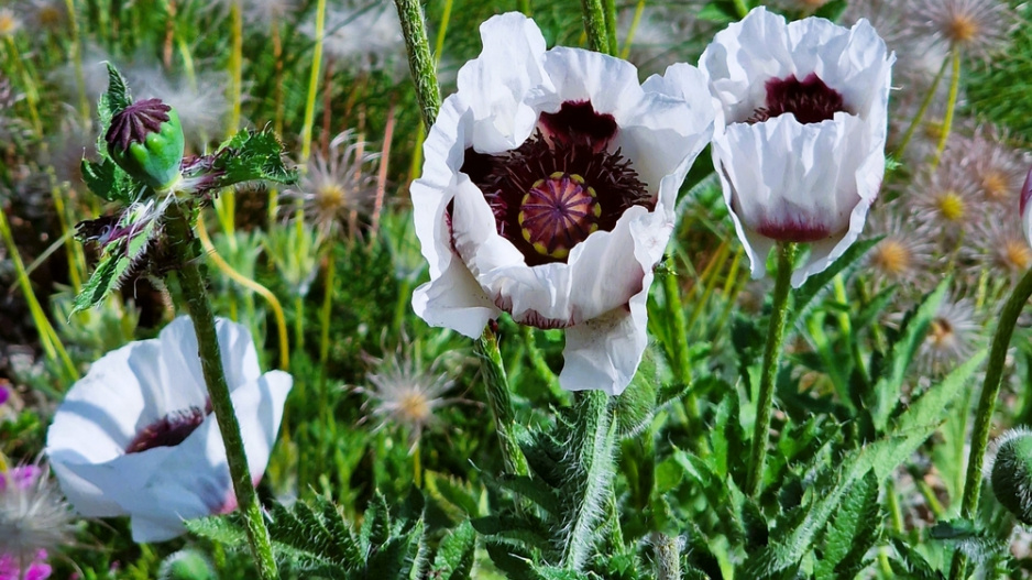 Mák východní (Papaver orientale) 