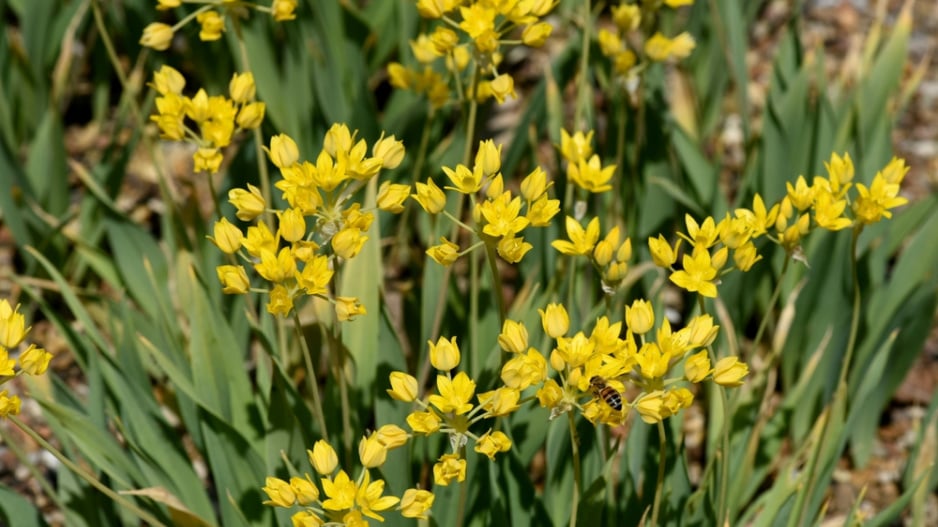 Česnek zlatožlutý (Allium moly) 