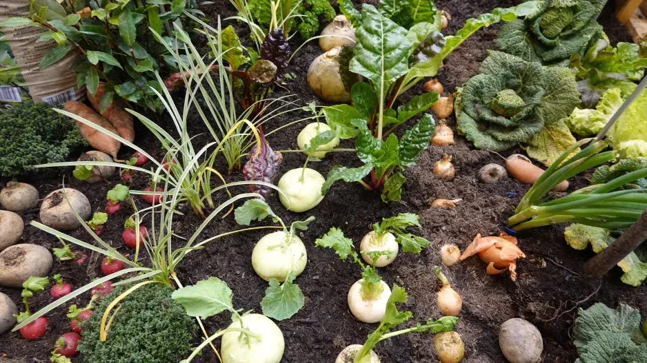 Sklizeň rychlé zeleniny 