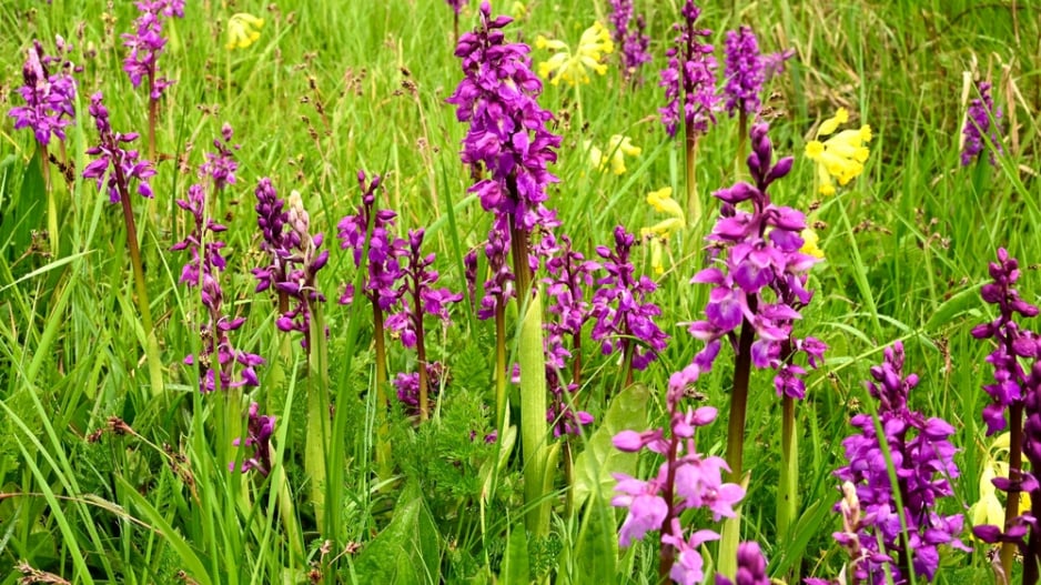 Vstavač mužský (Orchis mascula) 