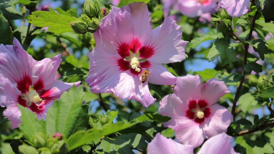 Rose of Sharon (Syrian ketmia)