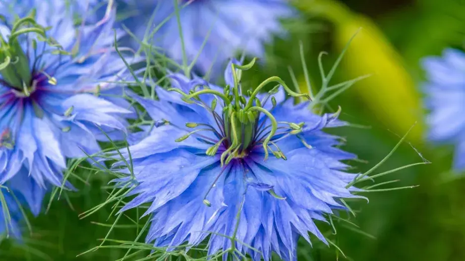 Černucha damašská (Nigella damascena)  Černucha damašská (Nigella damascena)