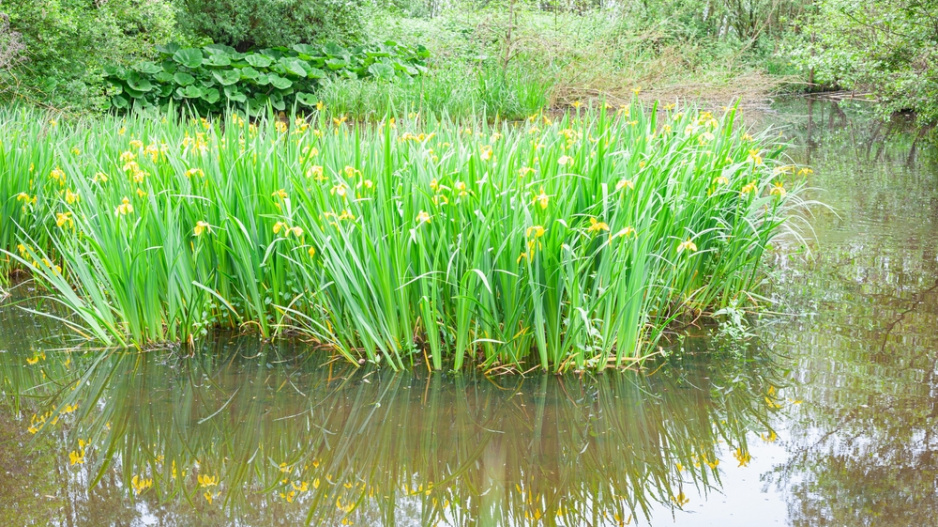Kosatec žlutý (Iris pseudacorus) 