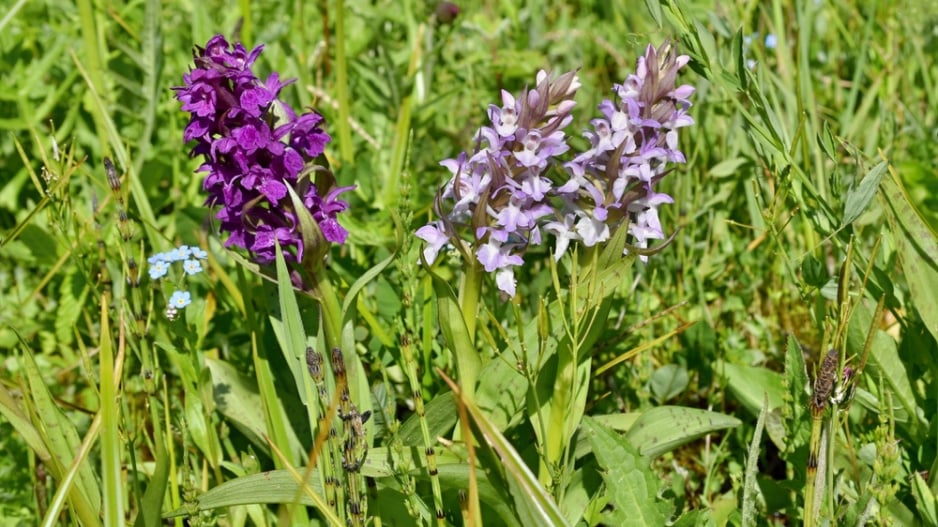 Prstnatec májový (Dactylorhiza majalis) 