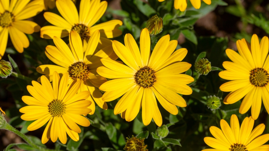 Paprskovka (Osteospermum) 