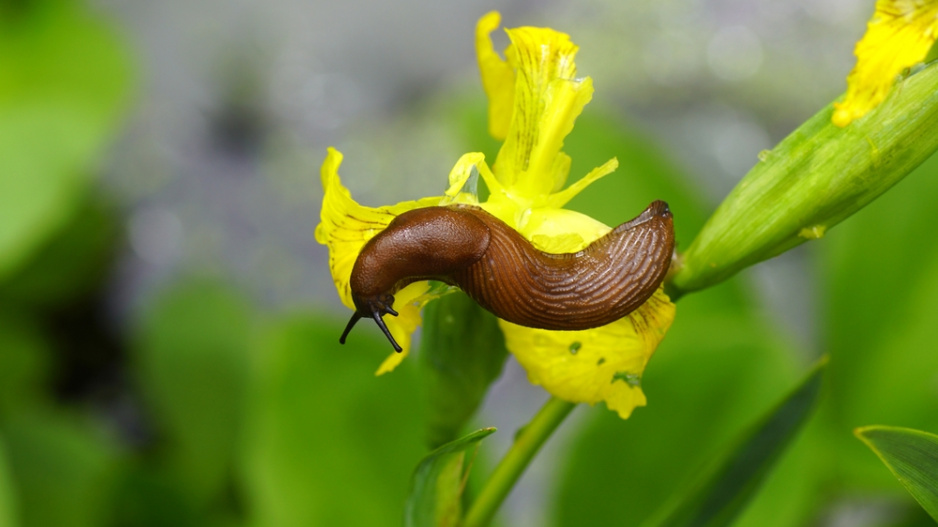 Kosatec žlutý (Iris pseudacorus) 