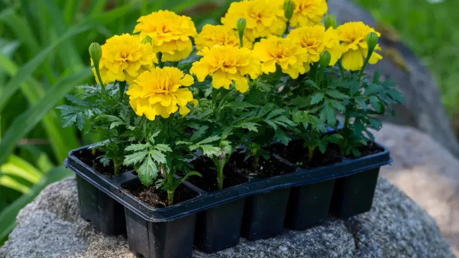 Afrikán neboli aksamitník rozkladitý (Tagetes patula) 