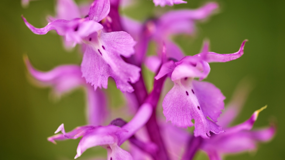 Vstavač mužský (Orchis mascula) 