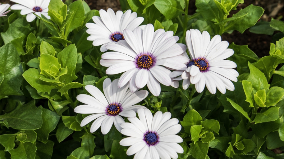 Paprskovka (Osteospermum) 