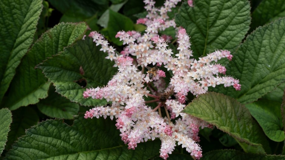 Rodgersie zpeřená (Rodgersia pinnata)
