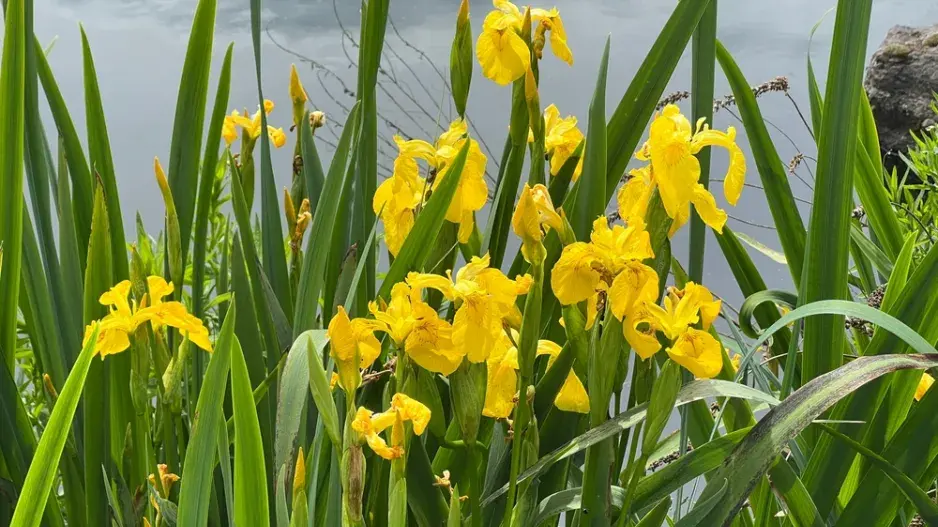 Kosatec žlutý (Iris pseudacorus) 