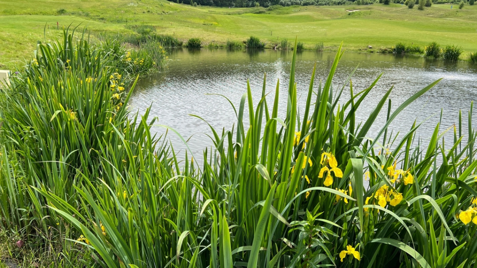 Kosatec žlutý (Iris pseudacorus) 