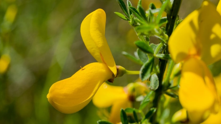 Janovec metlatý (Cytisus scoparius) 