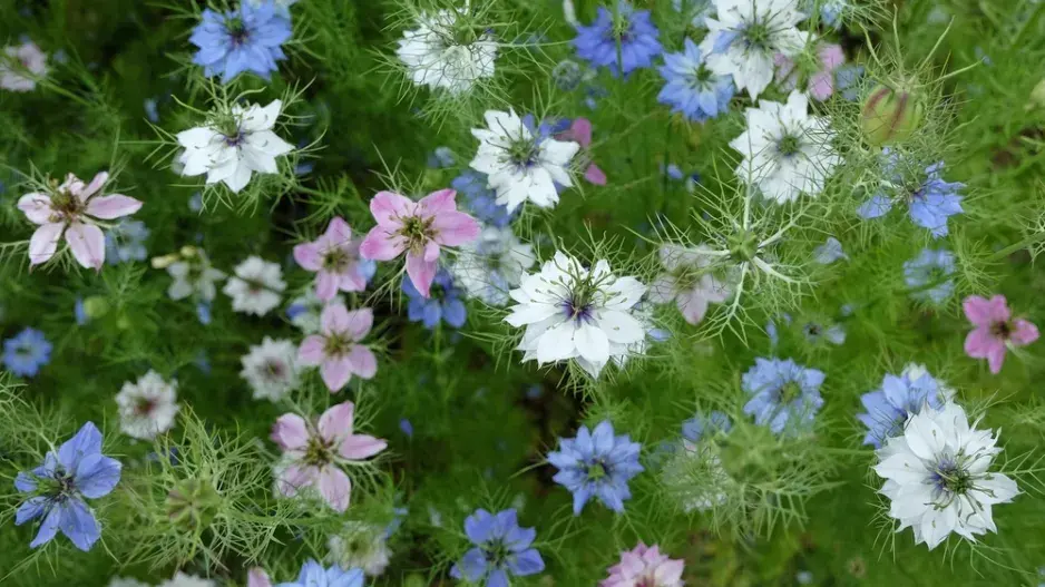 Černucha damašská (Nigella damascena)  Černucha damašská (Nigella damascena)