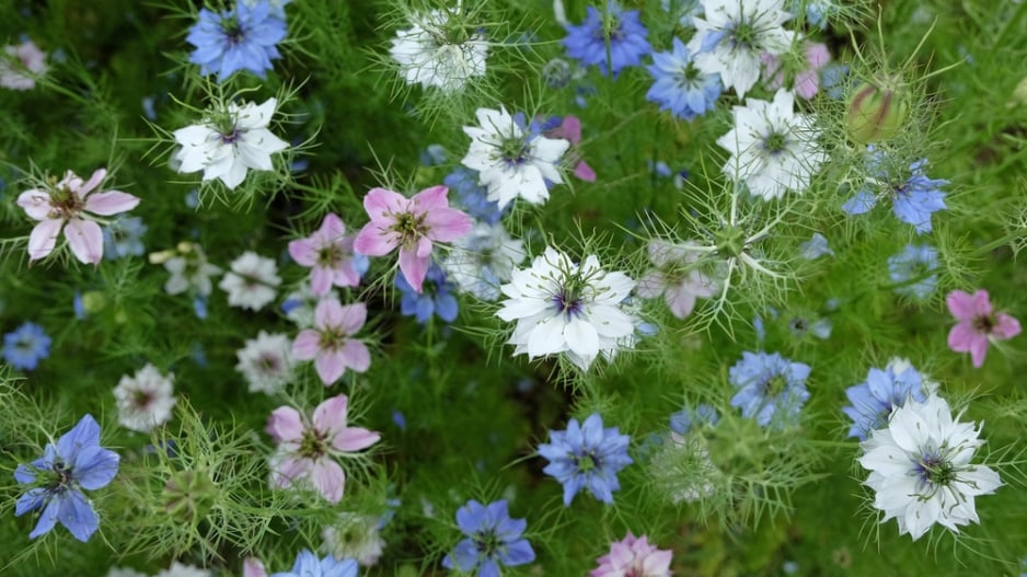 Černucha damašská (Nigella damascena) 