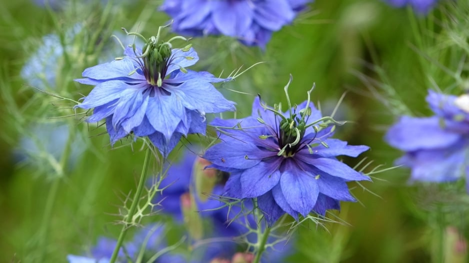 Černucha damašská (Nigella damascena) 