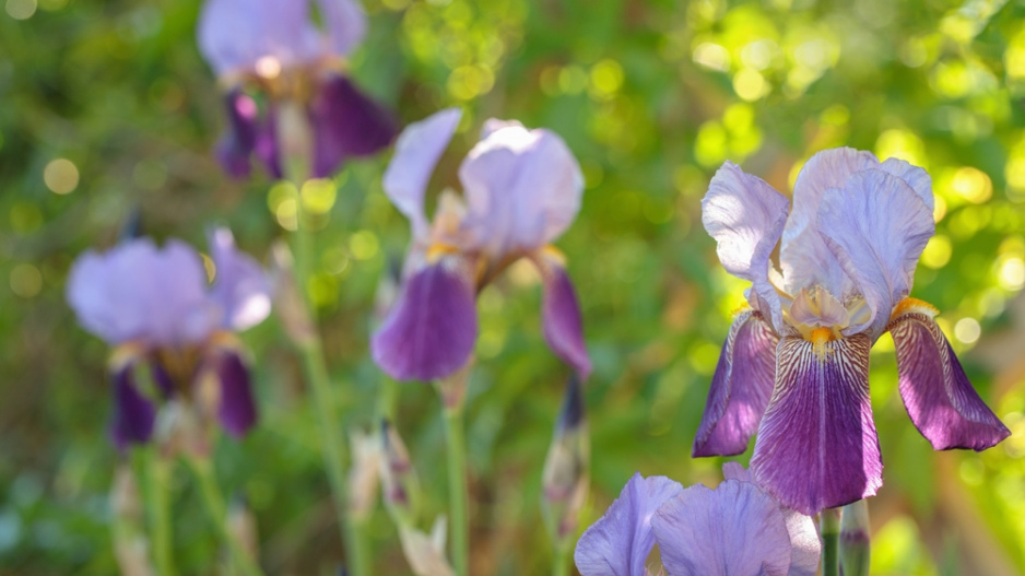 Kosatec německý (Iris x germanica) 