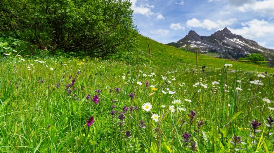 Prstnatec májový (Dactylorhiza majalis) 