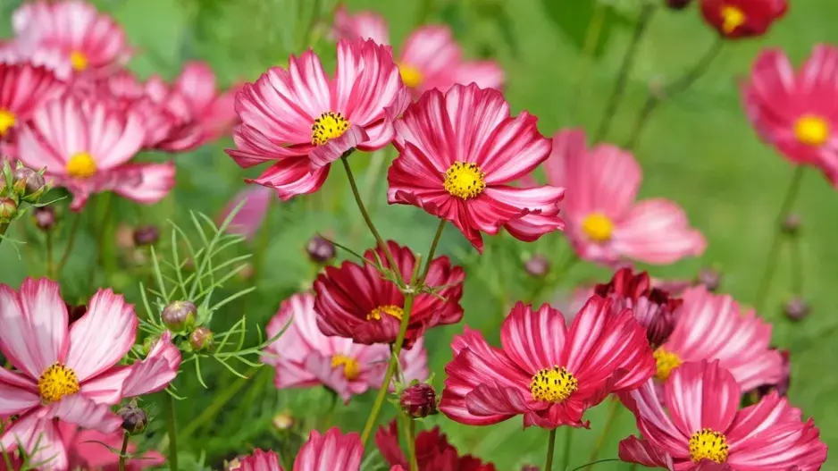 Krásenka zpeřená (Cosmos bipinnatus)