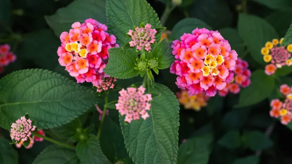 Libora (Lantana)