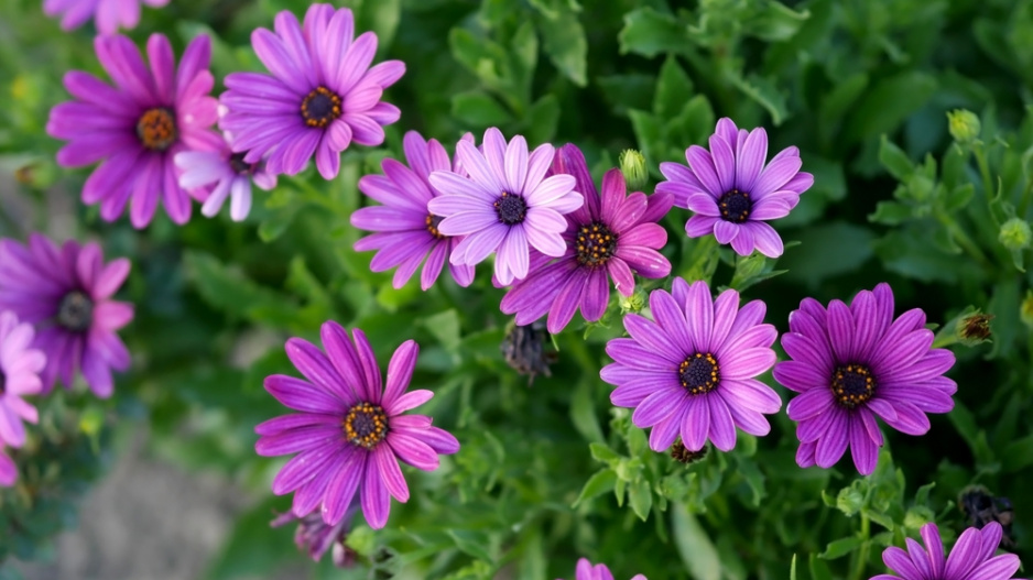Paprskovka (Osteospermum) 