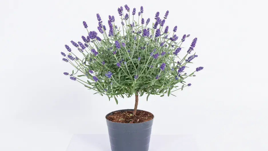 Levandule na kmínku 