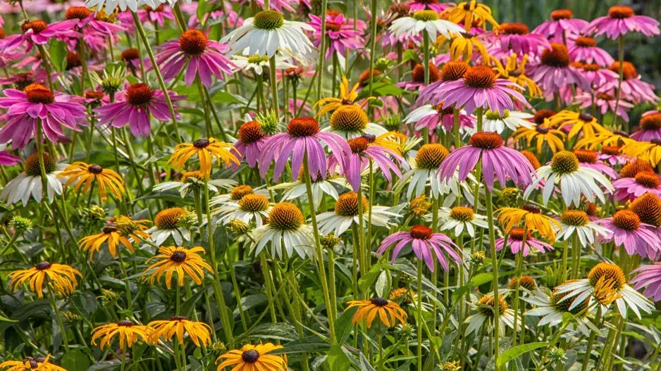 Echinacea je dokonalou společnicí