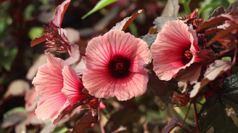 Hibiscus acetosella 