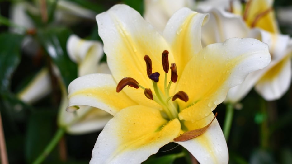 Lilie královská (Lilium regale) 