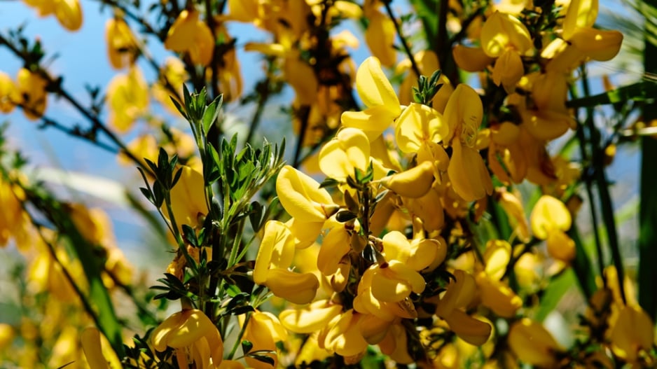 Janovec metlatý (Cytisus scoparius) 