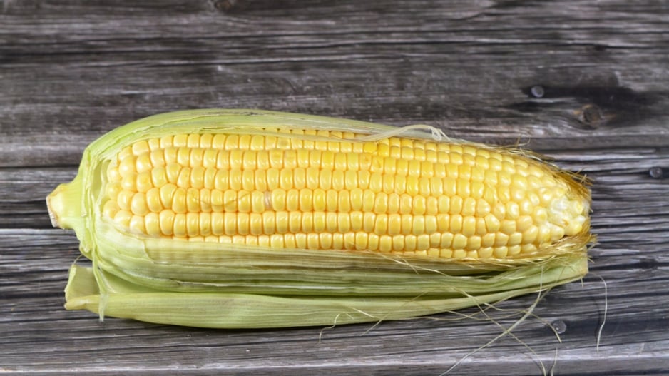 Kukuřice cukrová (Zea mays var. saccharata) 