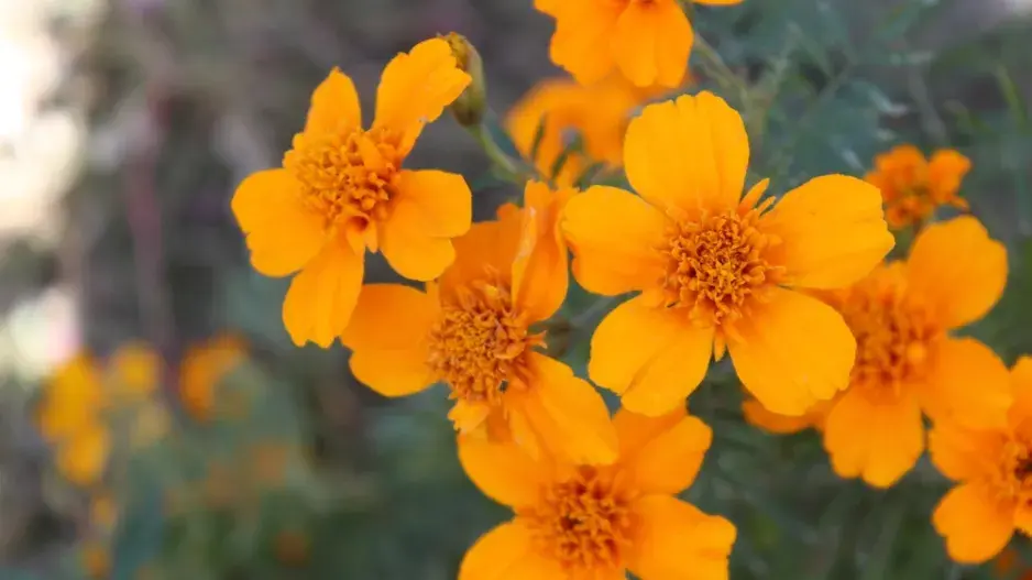 Afrikán neboli aksamitník rozkladitý (Tagetes patula) 