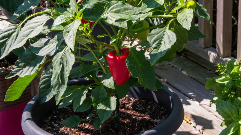Bell pepper