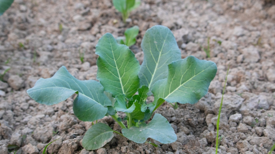 Květák (Brassica oleracea convar.botrytis) 