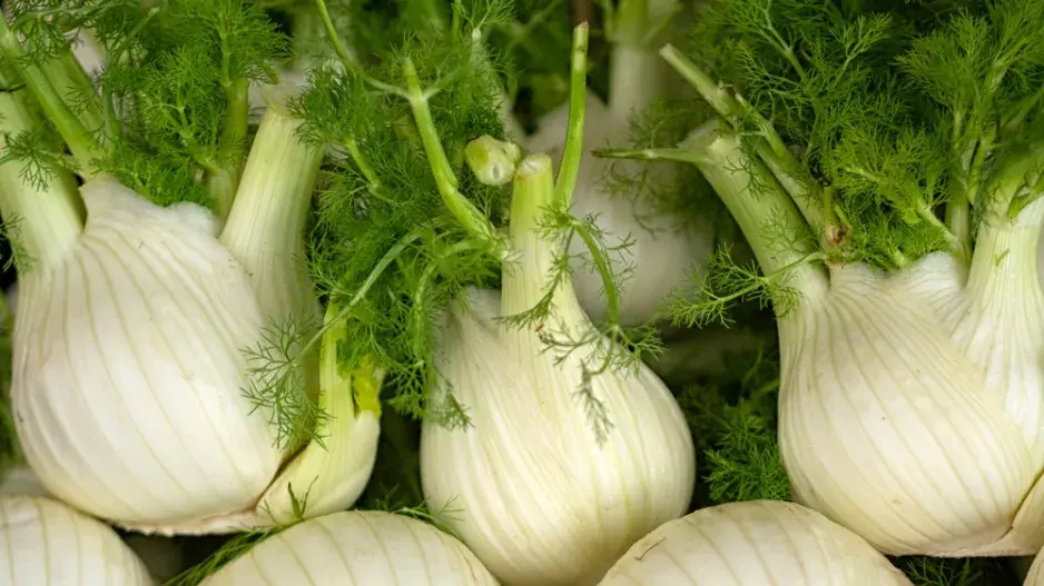 Fenykl sladký neboli hlíznatý (Foeniculum vulgare var. azoricum, syn. Dulce) 