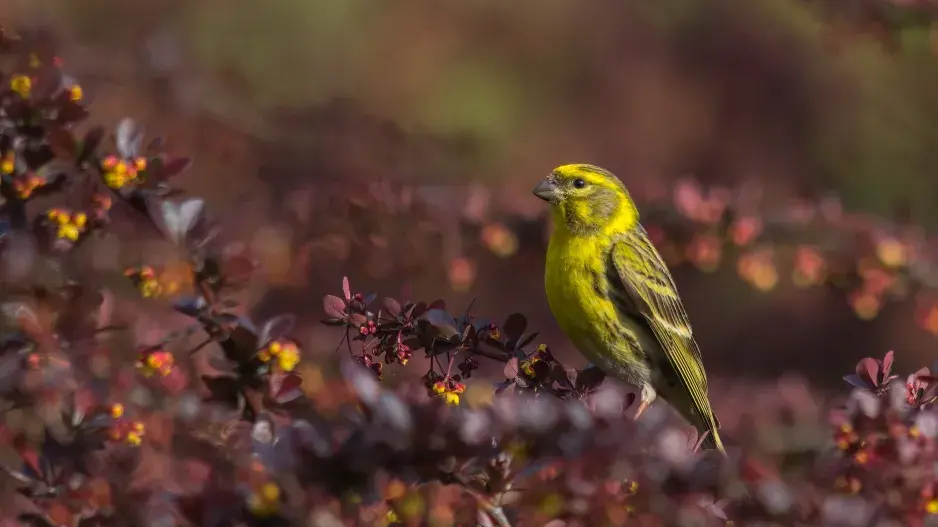 Plody dřišťálu milují ptáci