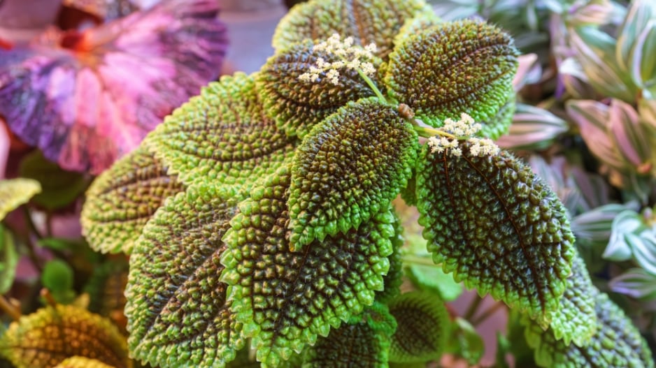 Pilea