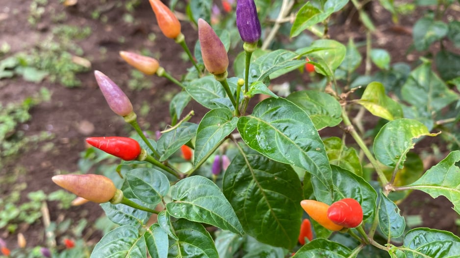 Fialové chilli papričky 